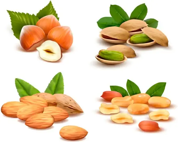 different nuts vector design