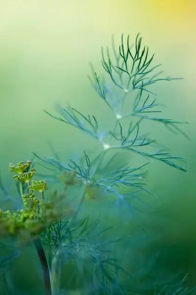 dill