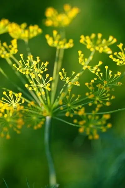 dill flower