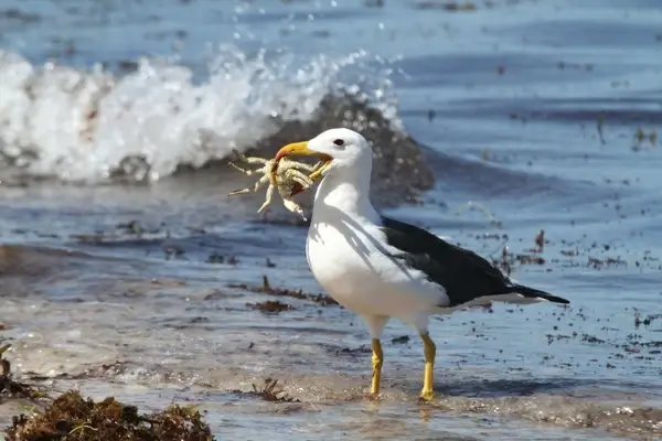 dinner