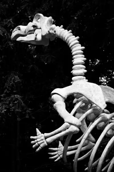 dinosaur skeleton