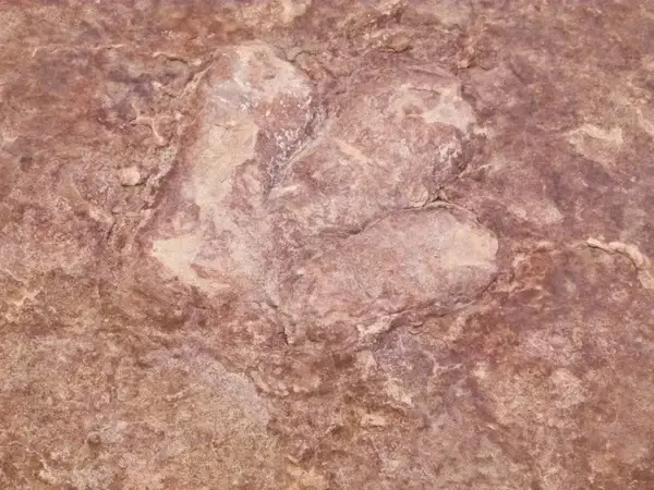 dinosaur track red