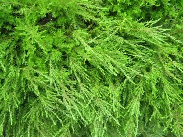 diosma shrub
