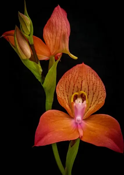 disa uniflora hybrid