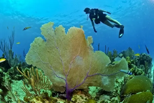 diver diving underwater