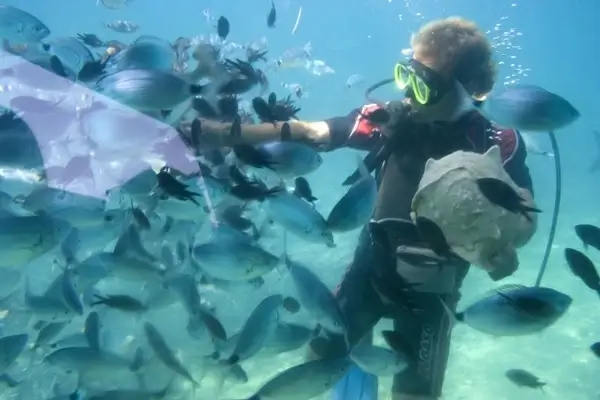 diver feeding fish