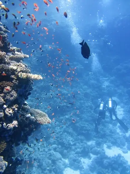 divers underwater ocean