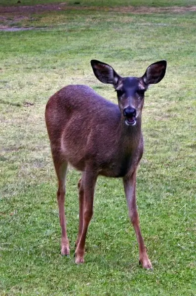 doe on golf course 