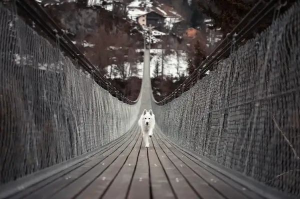 cute white dog running on wooden hanging bridge