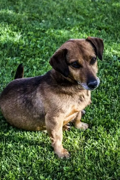 dog cute animal
