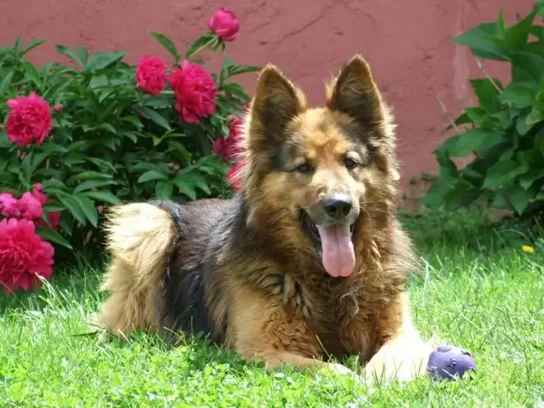 dog german shepherd garden
