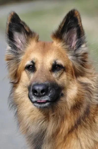 dog hybrid brown