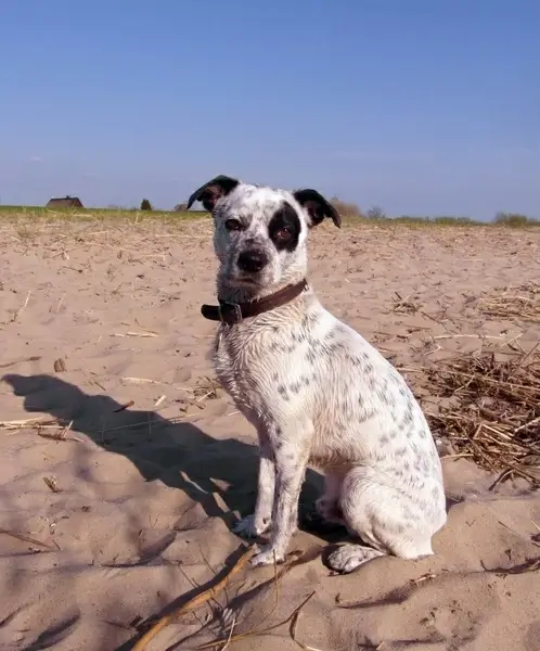 dog hybrid male
