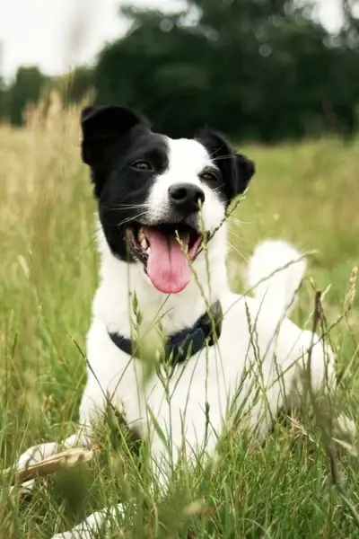 dog jack russell animal
