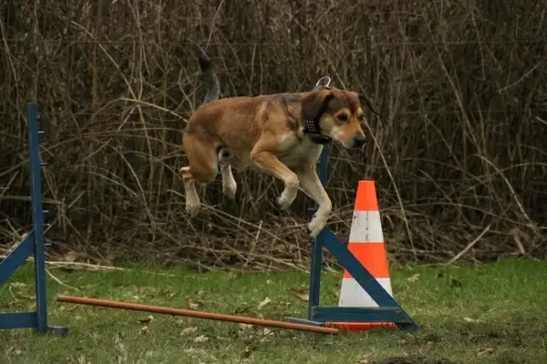dog jump exercise 
