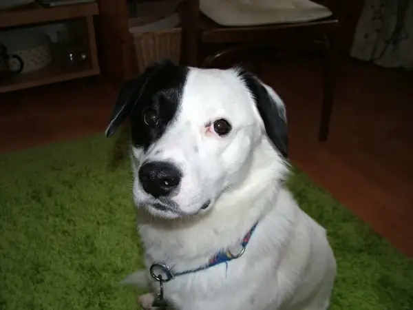 dog portrait