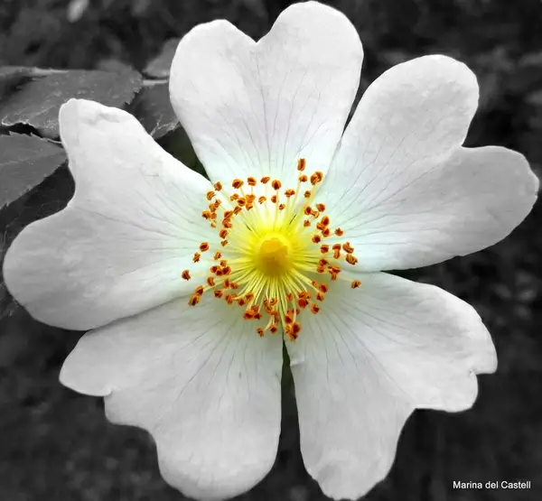 dog rose