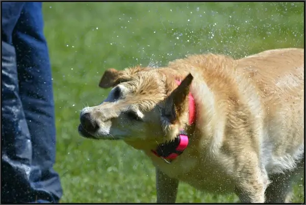 dog shake