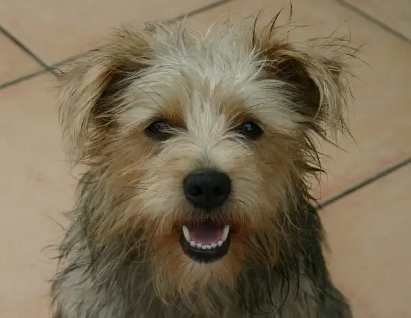 dog terrier mix