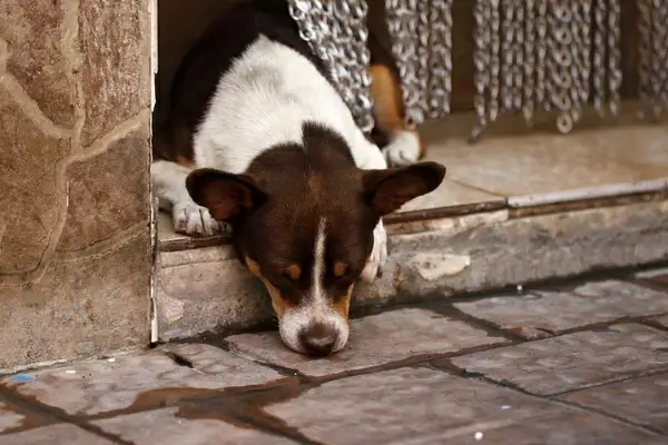 dog tired