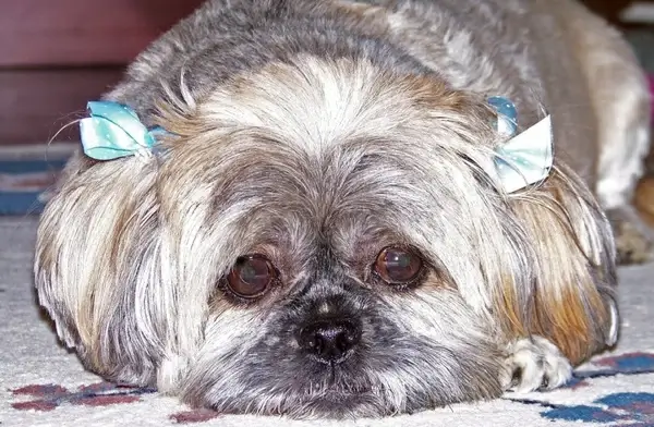 dog with bows