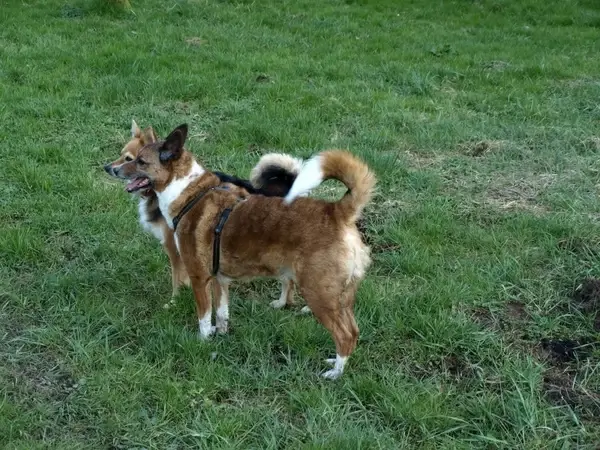 dogs hybrids male