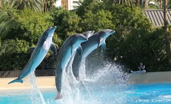 dolphins show jumping