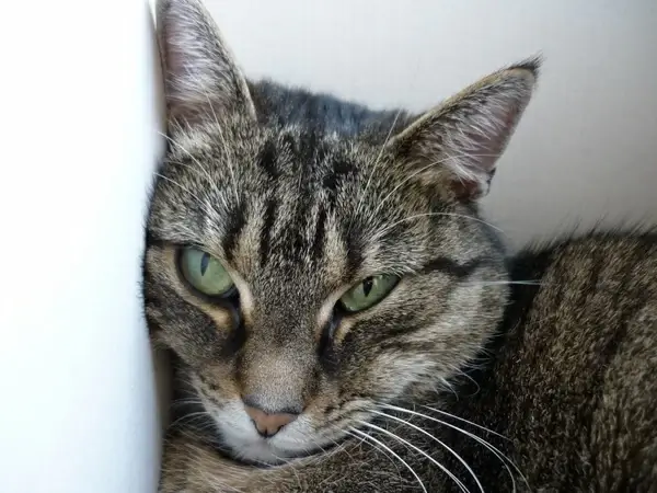 domestic cat cat cat's eyes