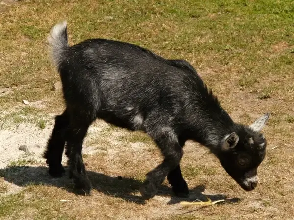 domestic goat goat livestock