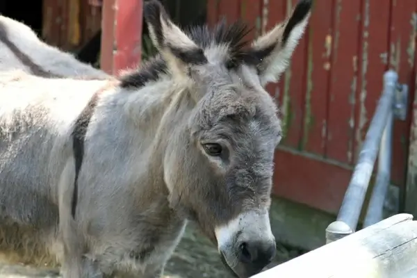donkey