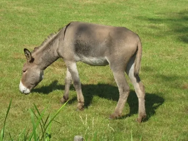 donkey animal farm