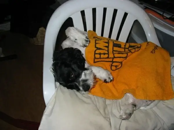 down for the count