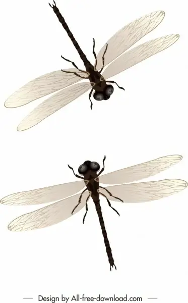 dragonflies background modern mockup design