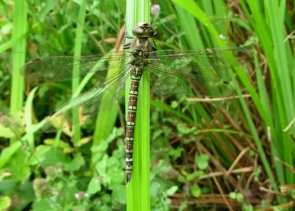 dragonfly