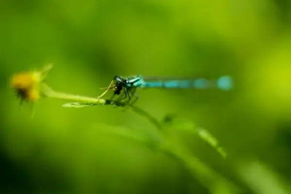 dragonfly finishing dinner