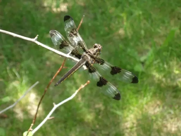 dragonfly resting