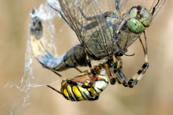 dragonfly spider wasp spider