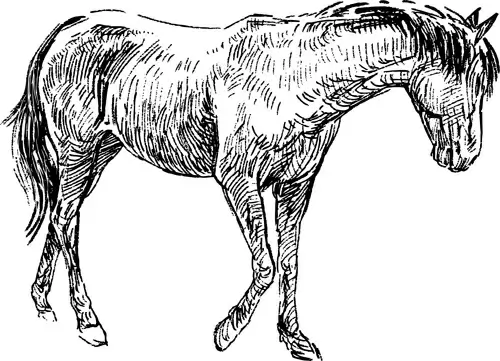 draw horses vector