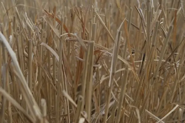 dried grass