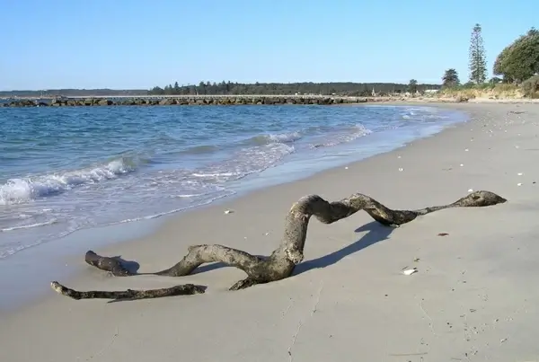 driftwood