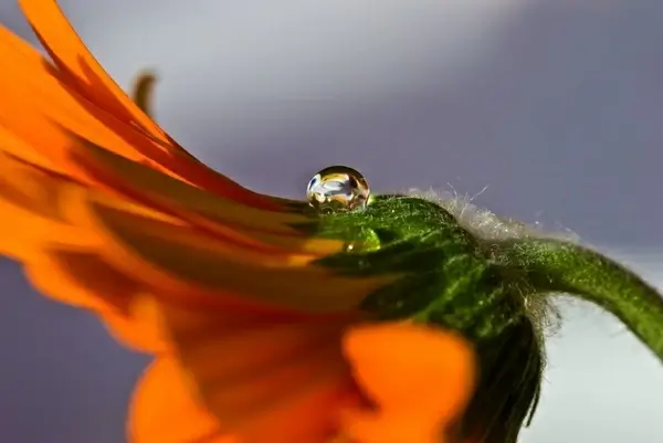 drip flower plant