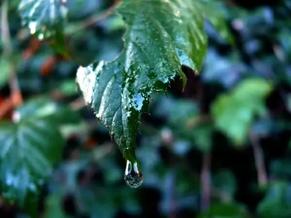 drop of rain