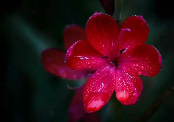 drop of red