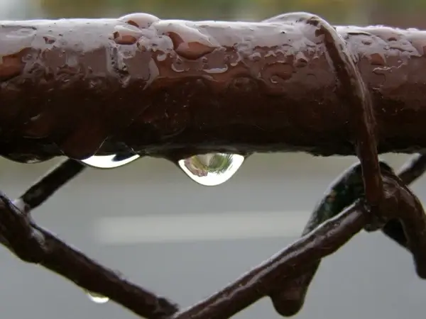 drops rain raindrops 