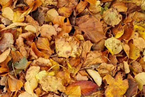 dry autumn leaves texture