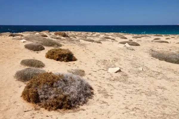 dry coast