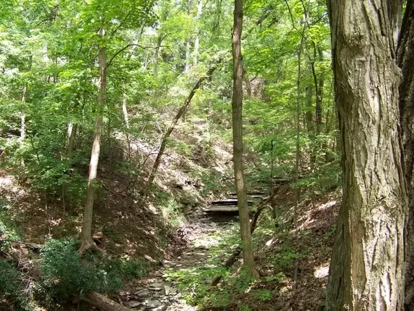 dry creek bed in woods