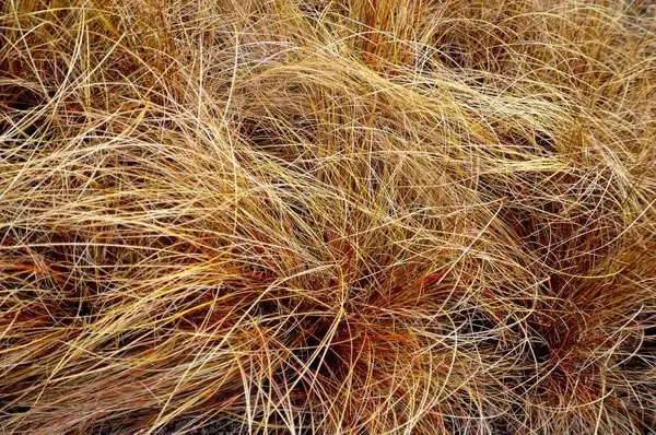 dry grass