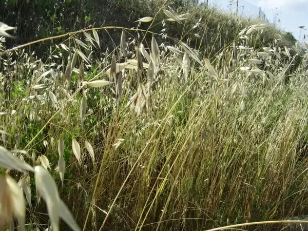 dry grasses
