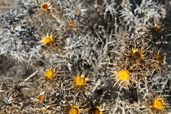 dry yellow flowers
